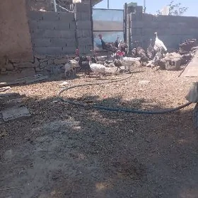 induk