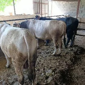 öküz bakylan
