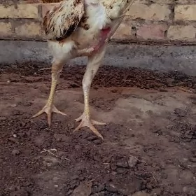 Baýso towuk