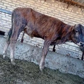okuzce