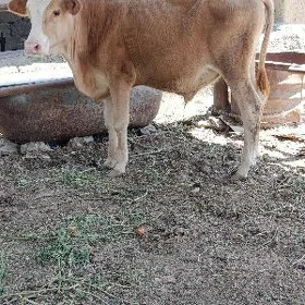 ÖKÜZ ARASSA ŞWES