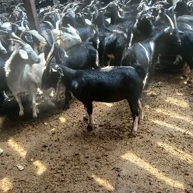 Geçi