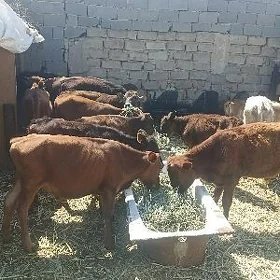 öküzçe tüwe öküz göle