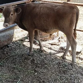 ARGINAL ŞWES ÖKÜZ