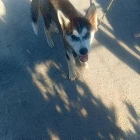 güjik