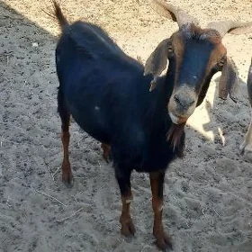 geci