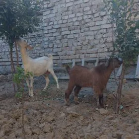 Geçi owlakly ekiz