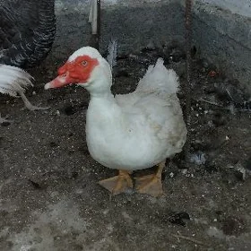 Towuk indigutga ýașylbaṣ induk