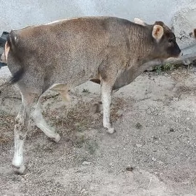 ARGINAL ŞWES ÖKÜZ
