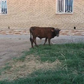 okiz