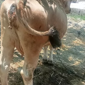 sygyr bogaz