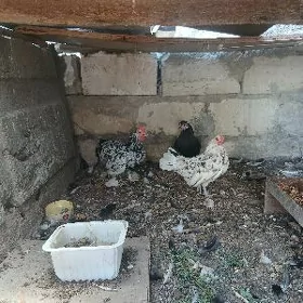 karlyk tawuk