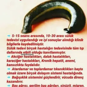 sùlùk пиявка