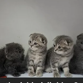şatlanskiy pisijekler