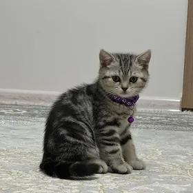 шотландский шиншилла