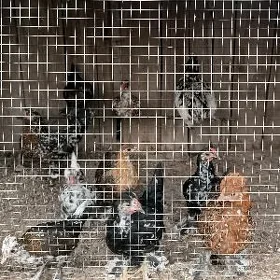 8 саны Япончик 3 4 айлык