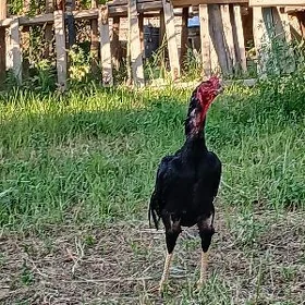 Horaz