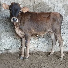 ŠWES OKUZ TUWE