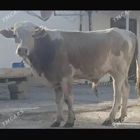 öküz