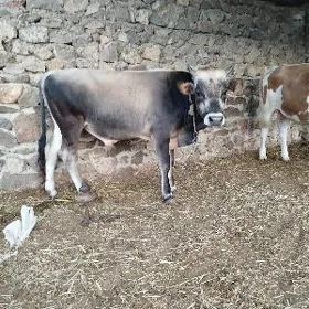 öküz