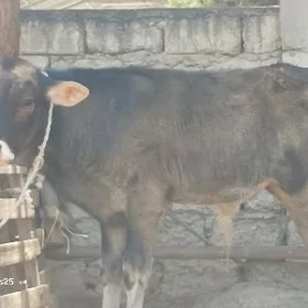 şiwet okuz
