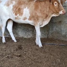 Tüwe