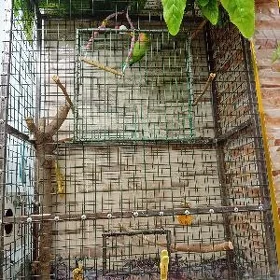 попугаи с клеткой