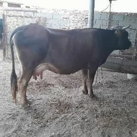 goleli Sygyr