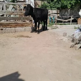 Öküz