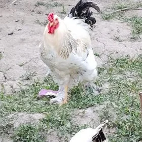 brama we paroda yumurtgasy