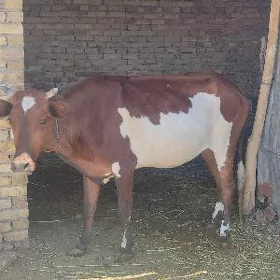 inek bakyly