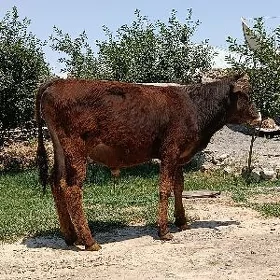 öküz