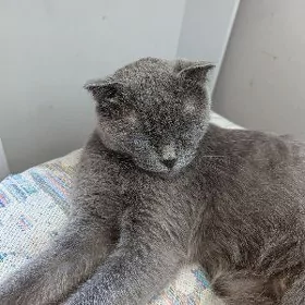 кошка pişik