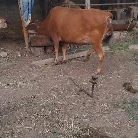 Sygyr bakylan