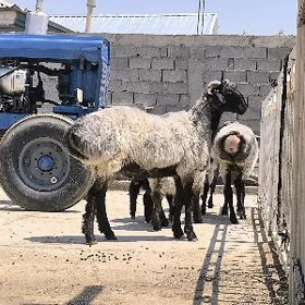 Goç we tokly