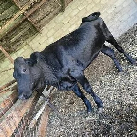 Бурлат.унаджын