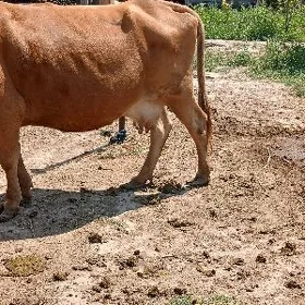 Bogaz sygyr