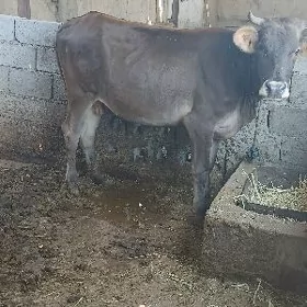 1 guzlan sygyr