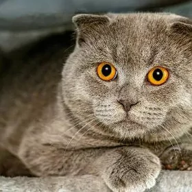 Шотландский вислоухий кот