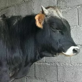 BAKYDA DURAN TOHUM ÖKIZ