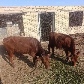 GULANJYN