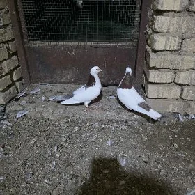 kepderi