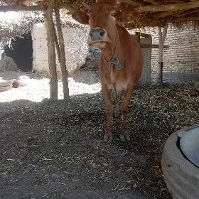 Bakilik sygyr
