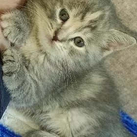 котята вислоухие и прямоухие