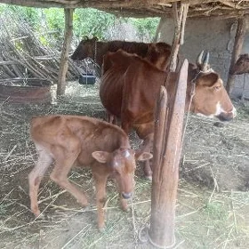 Tanal sygyr