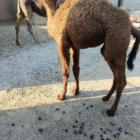 düýe köşekli