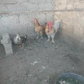 Tawuk ordek