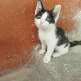 котёнок / Pişik
