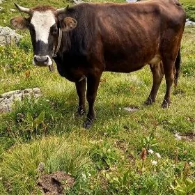 Sygyr Bogaz