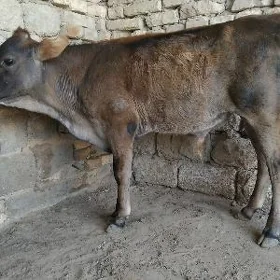 ŞWES TOHUM OKÛZ